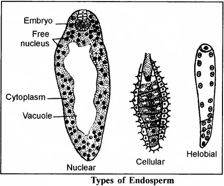 RBSE Solutions for Class 12 Biology Chapter 3 Pollination, Fertilization & Development of Endosperm and Embryo 2