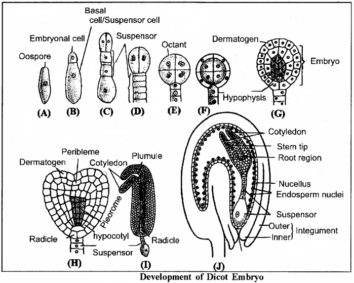 RBSE Solutions for Class 12 Biology Chapter 3 Pollination, Fertilization & Development of Endosperm and Embryo 4