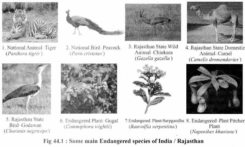 RBSE Solutions for Class 11 Biology Chapter 44 Biodiversity img-1