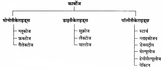 RBSE Solutions for Class 11 Home Science Chapter 13 भोजन के पोषक तत्व-वृहत् मात्रिक पोषक तत्व-1