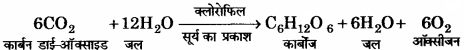 RBSE Solutions for Class 11 Home Science Chapter 13 भोजन के पोषक तत्व-वृहत् मात्रिक पोषक तत्व-2