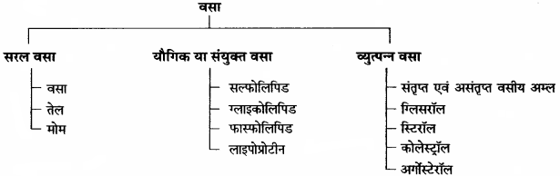 RBSE Solutions for Class 11 Home Science Chapter 13 भोजन के पोषक तत्व-वृहत् मात्रिक पोषक तत्व-3
