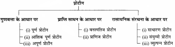 RBSE Solutions for Class 11 Home Science Chapter 13 भोजन के पोषक तत्व-वृहत् मात्रिक पोषक तत्व-4
