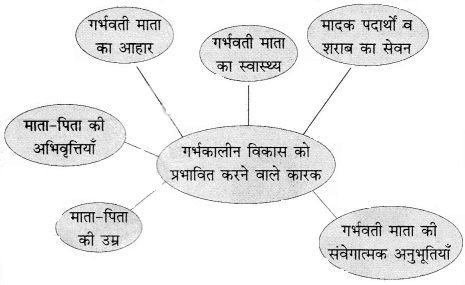 RBSE Solutions for Class 11 Home Science Chapter 4 गर्भावस्था-2
