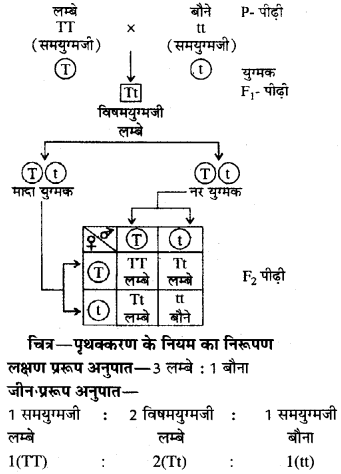 RBSE Class 10 Science Model Paper 1 image 10