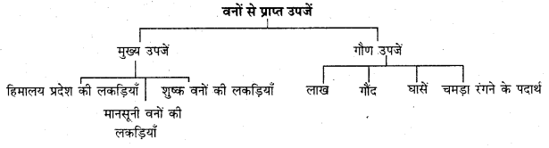 RBSE Solutions for Class 11 Indian Geography Chapter 8 भारत की प्राकृतिक वनस्पति 1