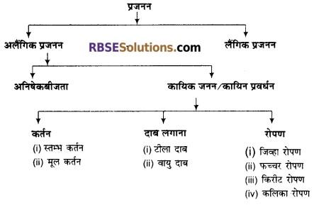 RBSE Solutions for Class 12 Biology Chapter 1 आवृतबीजी पादपों में जनन; कायिक, अलैंगिक, लैंगिक 1
