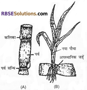 RBSE Solutions for Class 12 Biology Chapter 1 आवृतबीजी पादपों में जनन; कायिक, अलैंगिक, लैंगिक 2
