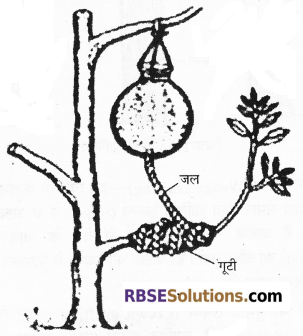 RBSE Solutions for Class 12 Biology Chapter 1 आवृतबीजी पादपों में जनन; कायिक, अलैंगिक, लैंगिक 4
