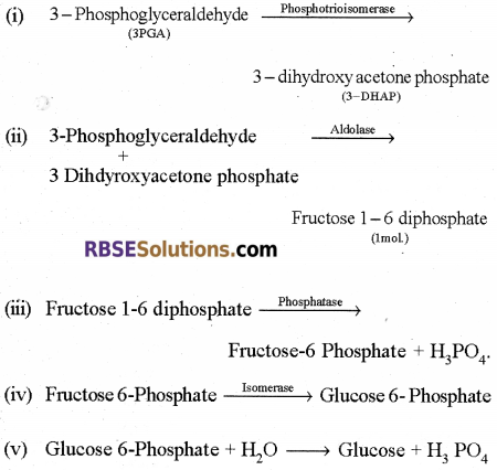 RBSE Solutions for Class 12 Biology Chapter 10 Photosynthesis 12