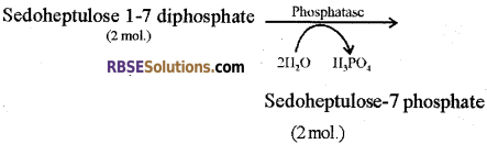 RBSE Solutions for Class 12 Biology Chapter 10 Photosynthesis 17