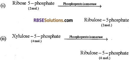 RBSE Solutions for Class 12 Biology Chapter 10 Photosynthesis 19