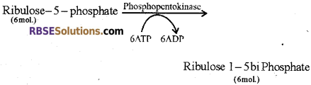 RBSE Solutions for Class 12 Biology Chapter 10 Photosynthesis 20