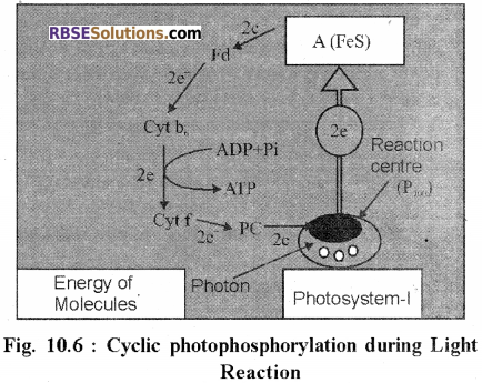 RBSE Solutions for Class 12 Biology Chapter 10 Photosynthesis 21