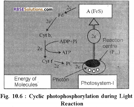RBSE Solutions for Class 12 Biology Chapter 10 Photosynthesis 5