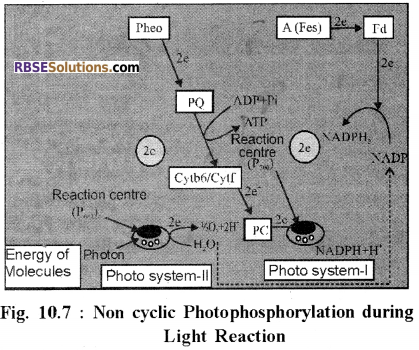 RBSE Solutions for Class 12 Biology Chapter 10 Photosynthesis 6