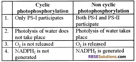RBSE Solutions for Class 12 Biology Chapter 10 Photosynthesis 7