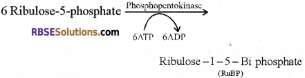RBSE Solutions for Class 12 Biology Chapter 10 Photosynthesis 9