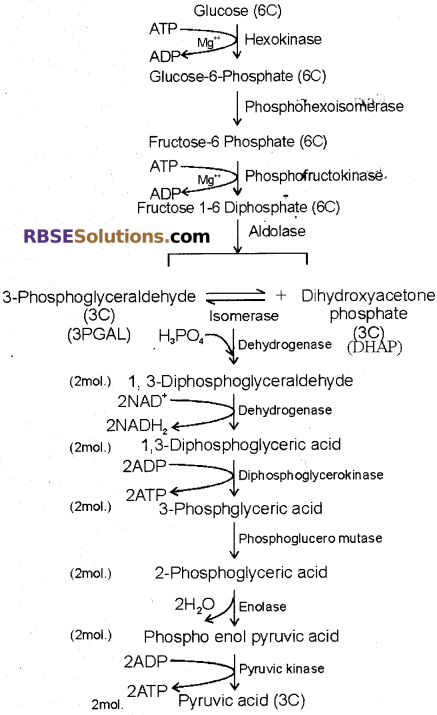 RBSE Solutions for Class 12 Biology Chapter 11 Respiration 15