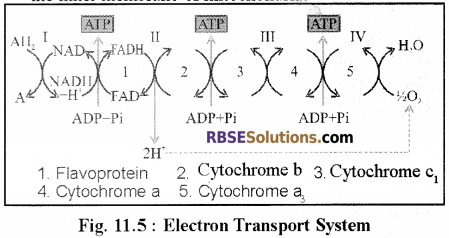 RBSE Solutions for Class 12 Biology Chapter 11 Respiration 17