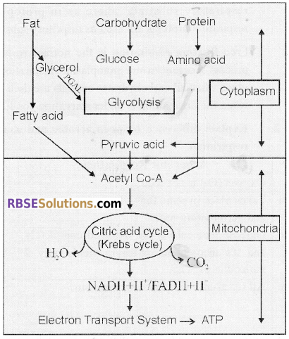 RBSE Solutions for Class 12 Biology Chapter 11 Respiration 3