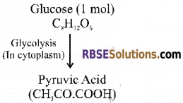 RBSE Solutions for Class 12 Biology Chapter 11 Respiration 4