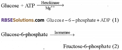 RBSE Solutions for Class 12 Biology Chapter 11 Respiration 5