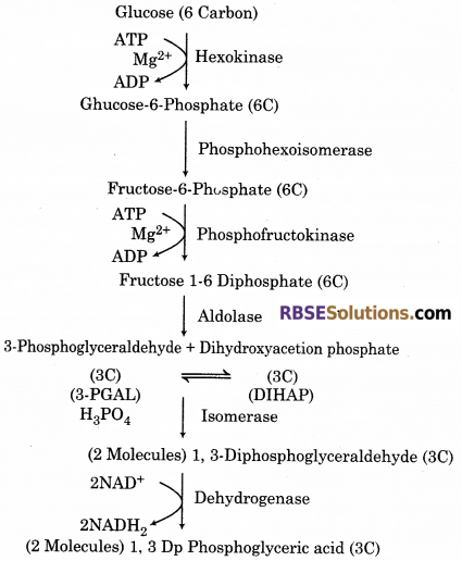 RBSE Solutions for Class 12 Biology Chapter 11 श्वसन 13