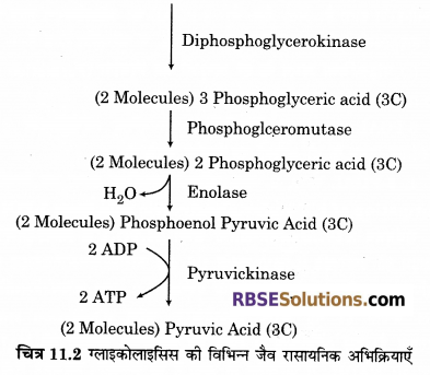 RBSE Solutions for Class 12 Biology Chapter 11 श्वसन 14