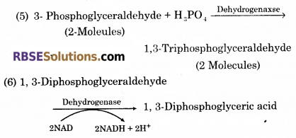 RBSE Solutions for Class 12 Biology Chapter 11 श्वसन 17