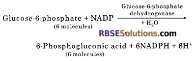 RBSE Solutions for Class 12 Biology Chapter 11 श्वसन 3