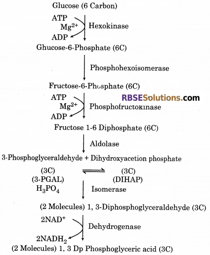 RBSE Solutions for Class 12 Biology Chapter 11 श्वसन 35