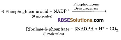 RBSE Solutions for Class 12 Biology Chapter 11 श्वसन 4