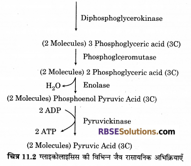 RBSE Solutions for Class 12 Biology Chapter 11 श्वसन 47
