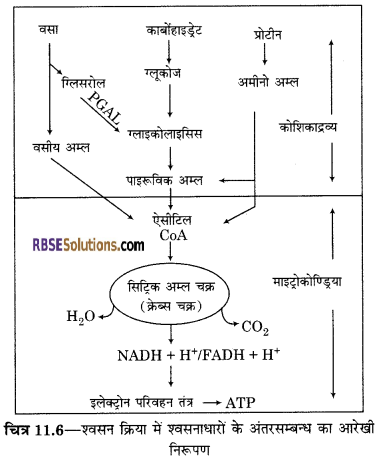 RBSE Solutions for Class 12 Biology Chapter 11 श्वसन 5