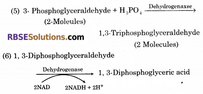 RBSE Solutions for Class 12 Biology Chapter 11 श्वसन 50