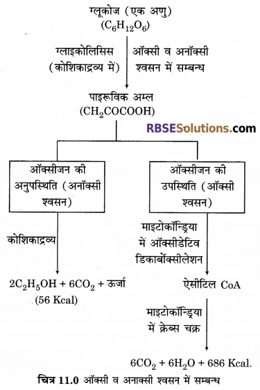 RBSE Solutions for Class 12 Biology Chapter 11 श्वसन 7