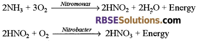RBSE Solutions for Class 12 Biology Chapter 12 Nitrogen Metabolism and Nitrogen Cycle 1