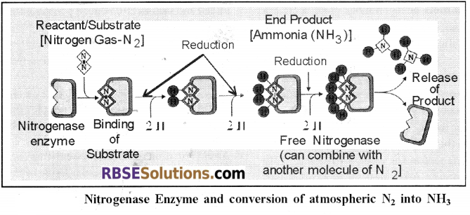 RBSE Solutions for Class 12 Biology Chapter 12 Nitrogen Metabolism and Nitrogen Cycle 11