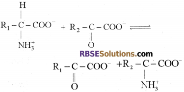 RBSE Solutions for Class 12 Biology Chapter 12 Nitrogen Metabolism and Nitrogen Cycle 14