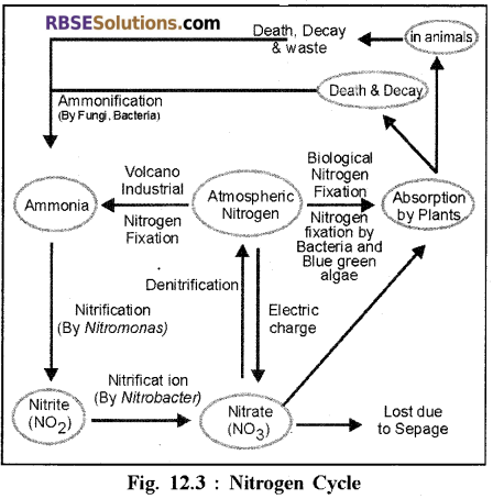RBSE Solutions for Class 12 Biology Chapter 12 Nitrogen Metabolism and Nitrogen Cycle 17