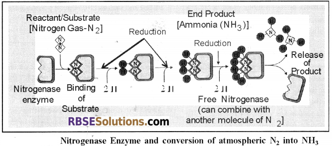 RBSE Solutions for Class 12 Biology Chapter 12 Nitrogen Metabolism and Nitrogen Cycle 3