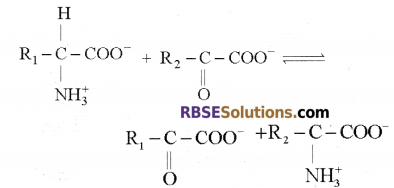 RBSE Solutions for Class 12 Biology Chapter 12 Nitrogen Metabolism and Nitrogen Cycle 5