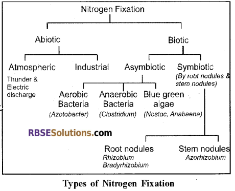 RBSE Solutions for Class 12 Biology Chapter 12 Nitrogen Metabolism and Nitrogen Cycle 7