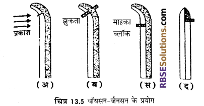 RBSE Solutions for Class 12 Biology Chapter 13 पादप वृद्धि 11