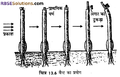 RBSE Solutions for Class 12 Biology Chapter 13 पादप वृद्धि 12