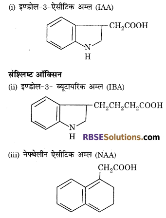 RBSE Solutions for Class 12 Biology Chapter 13 पादप वृद्धि 13
