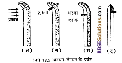RBSE Solutions for Class 12 Biology Chapter 13 पादप वृद्धि 15