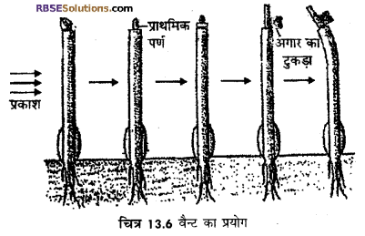 RBSE Solutions for Class 12 Biology Chapter 13 पादप वृद्धि 16