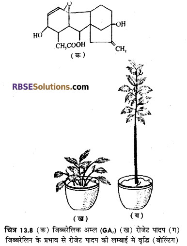 RBSE Solutions for Class 12 Biology Chapter 13 पादप वृद्धि 19